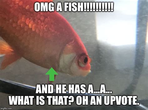 fish imgflip