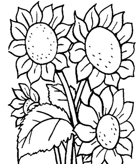 gambar bunga mawar hitam putih radea