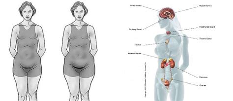Here Are The 6 Hormones Responsible For Weight Gain In