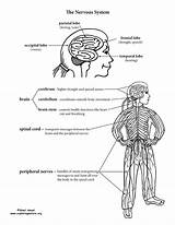 Nervous Coloring Endocrine Brain Exploringnature Human Labeling Anatomy Peripheral Nervoussystem sketch template