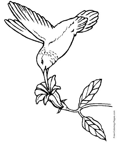 coloring pages  birds