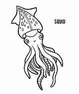 Squid Coloring Illustrations Book Children Stock sketch template