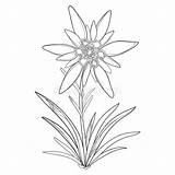 Edelweiss Flower Fleur Edelweiß Leontopodium Alpinum Alp Blume Mountains Alpine Vecteur Feuilles Isolement Symbole Vektorentwurf Weißem Blätter Lokalisiert Mounta Draw sketch template