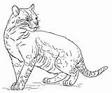 Ocelot Coloring Draw Pages Drawing Printable Color Step Supercoloring Sketch Categories Base sketch template