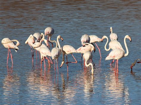 flamingos spotten op curacao doe je hier reisguidenl