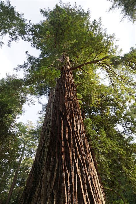california redwood coast redwood tree seed grow kit  etsy