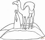 Kamel Camel Desert Chameaux Coloriages Deserto Chameau Camelo Cammello Borders Desenhos Colorir Disegnare Danieguto sketch template