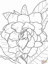 Gardenia Coloring Colorear Disegni Colorare Supercoloring Jasminoides Plena Gardenias Flowers sketch template