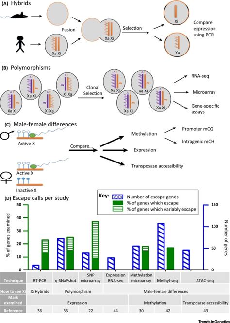Escape Artists Of The X Chromosome Trends In Genetics