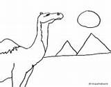 Coloring Camel Desert Coloringcrew Pages sketch template
