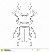 Beetle Stag Coloring 1300 4kb sketch template