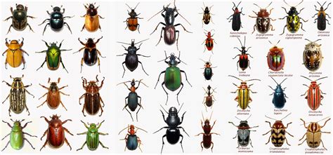 arizona beetles bugs birds    tech beetle photography  great results