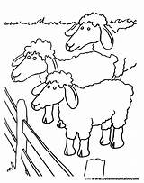 Herd Coloring Sheep Designlooter Drawings 1800 76kb sketch template