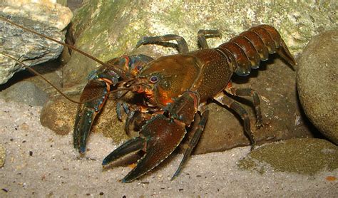 species  australian crayfish  australian geographic