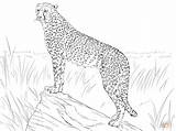 Coloring Cheetah Pages Prey Printable Girls Observing Its Animal Animals Print Realistic Colouring Comments Drawing Color Choose Board Coloringhome Cat sketch template