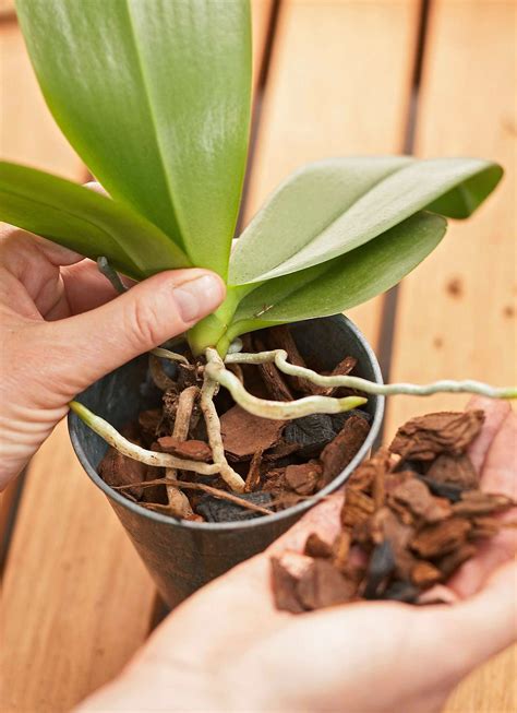 grow orchids   indoor garden  homes gardens