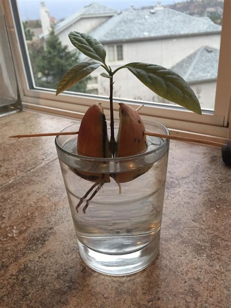 im growing  avocado tree plants