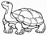 Tortoise Coloring Bestcoloringpagesforkids Proud Slowly Turtles Utilising sketch template