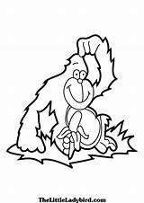 Gorilla Coloring Pages Baby Printable Color Grinch Getcolorings Fundamentals Getdrawings Mountain Colorings Children Preschoolcrafts Pag sketch template