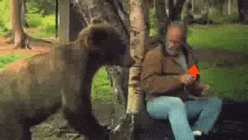 slapping bear gifs find share  giphy