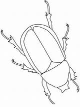 Beetle Insekten Escarabajo Ausmalen Malvorlage Colouring Scarabee Insectes Owady Kolorowanki Rinoceronte Robaki Lightupyourbrain Outline Zeichnen Malvorlagen Insetti Colorare Bugs Freecoloringpages sketch template