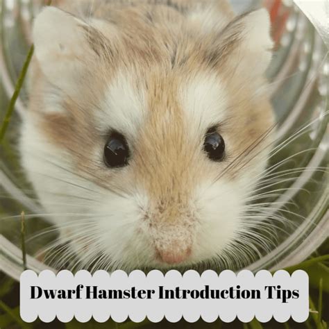 How To Introduce A New Dwarf Hamster Into Your Current Hamster S Home