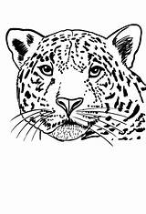 Jaguares Colorare Giaguari sketch template