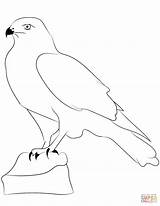 Coloring Falcon Pages Outline Printable Drawing Silhouettes Crafts sketch template