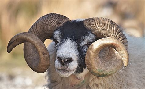 mammal ram goat horns image  photo