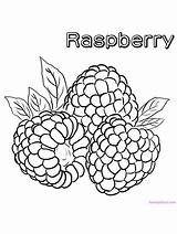 Raspberry Fruit Raspberries Buah Lukisan Tempatan sketch template
