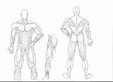 Coloring Muscle Human Anatomy Muscles Pages Muscular System Body Drawing Diagram Blank Arm Draw Line Book Template Getdrawings Sketch Label sketch template
