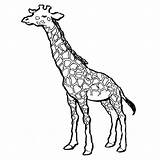 Giraffe Coloring sketch template