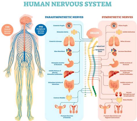 Understanding Your Nervous System Part 1 The Branches Of