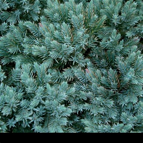 Juniperus Squamata Blue Star Plants From Gardeners Dream Uk