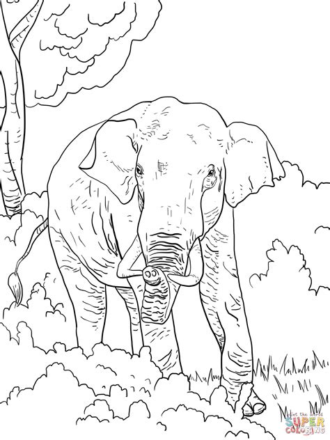 indian elephant coloring page coloring home