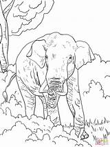 Elephant Coloring Pages Indian Printable Family Drawing Elephants African Color Animals Kids Print Colour Getcolorings Paper Comments Drawings Sheet Choose sketch template