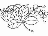 Strawberry Coloring Leaves Pages Chosen Illustrations sketch template