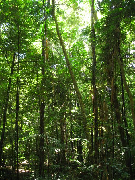 filedaintree rainforest jpg wikimedia commons