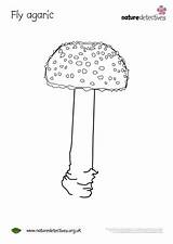 Fungi Agaric sketch template