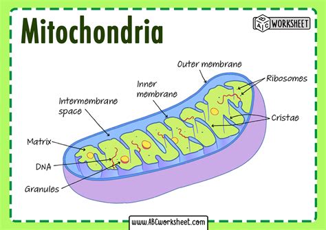 mitochondria structure diagram