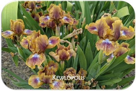 kewlopolis iris meisters