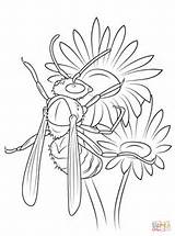 Hornet Coloring Pages Daisies Michaelmas Printable Supercoloring Results Daisy Kidsuki sketch template