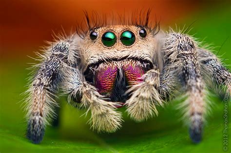 stunning macro   jumping spiders  thomas shahan demilked