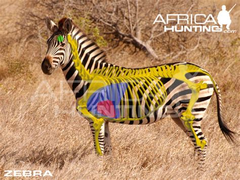 zebra hunting africahuntingcom