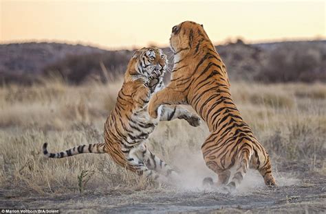 marion vollborn photographs tigers fight  south africa daily mail