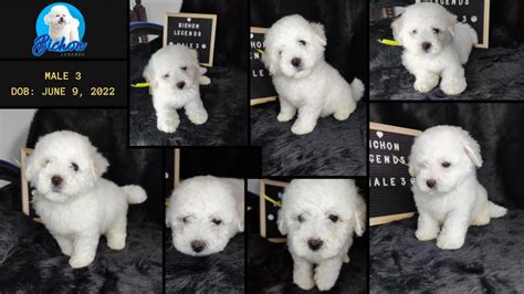 bichon frise puppies  rehoming pet finder philippines buy