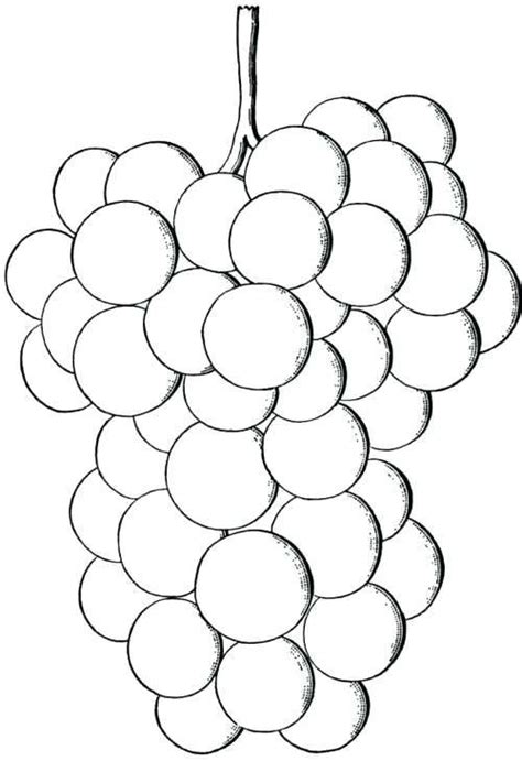 grapes coloring pages  coloring pages  kids fruit coloring
