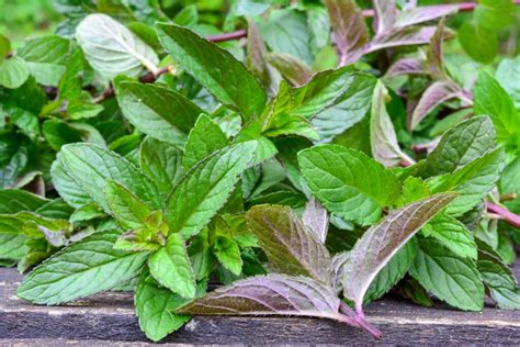 types  mint plants   grow   popular mint varieties