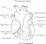 Heart Coloring Human Pages Diagram Anatomy Kids Sketch Physiology Anatomical Real Label Simple Sheets Worksheets Printable System Circulatory Labels Biology sketch template