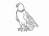 Burung Orla Eagle Nacrtati Elang Helang Mudah Wikihow Adler Menggambar Lukisan Ditiru Hewan Ayam Digambar Aquila Kolase Crtež Disegnare Sketsa sketch template